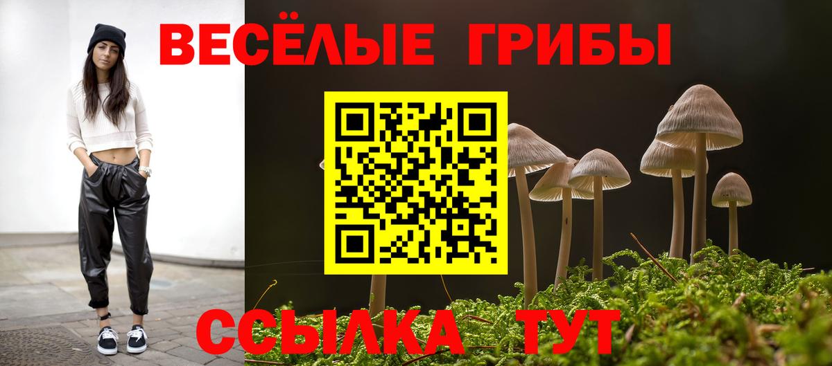 Черняховск  что такое наркотик  Вход с VPN  Псилоцибиновые грибы Psilocybe 